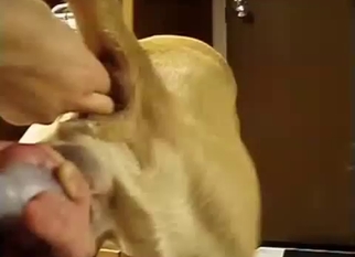 Dude gapes that hot animal hole