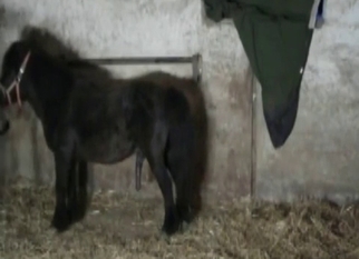 Lusty zoophile gets banged by pony