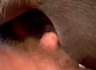 Cock hardly banged a tight horse ass