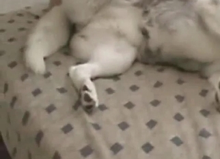 Anal sex with my perfect doggy