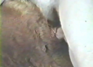 Farm bestiality about hardcore anal sex
