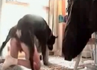 Black dog in the amateur dog bestiality