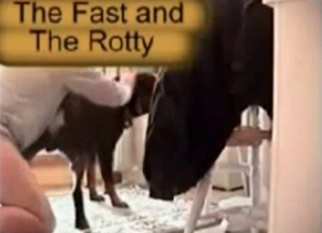 Black dog in the amateur dog bestiality
