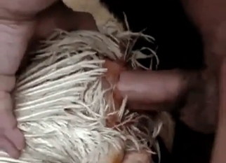 Animal sex action with a small dick