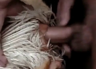 Animal sex action with a small dick