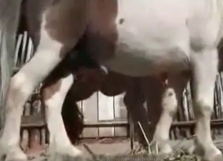 Horse dick in the careful hands of a zoophile