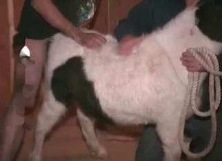Anal sex with my lovely white doggy