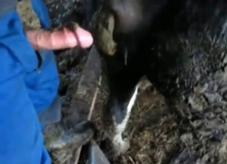 Farm animal shits in a hot way
