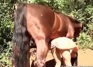 Bestial porn action with a brown mare