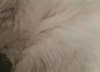 Anal sex with a white cute dog