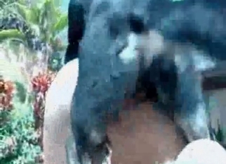 Trained beast nicely bangs a tight crack