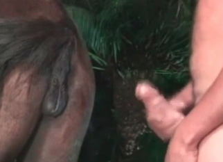 Sexy animal gets nicely banged by perverted male