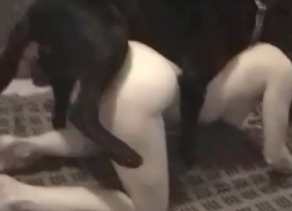 Boxer hardly drills a tight wet cunt of a zoophile
