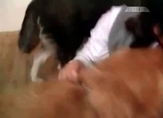 Asian slut and a big doggy