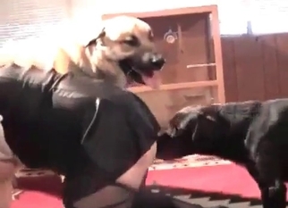 Doggy hardly impaled her tight cunt