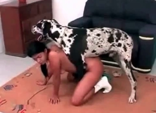 Asian pussy drilled by a very big doggy