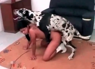 Asian pussy drilled by a very big doggy