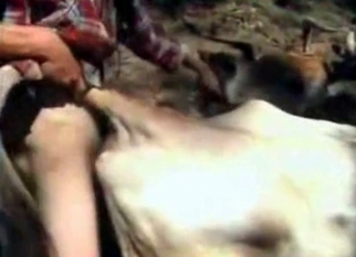 Anal sex in bestiality style