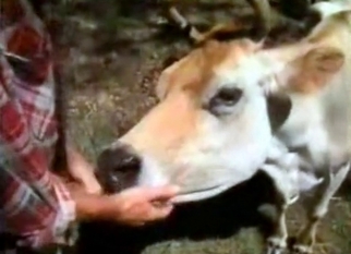 Anal sex in bestiality style