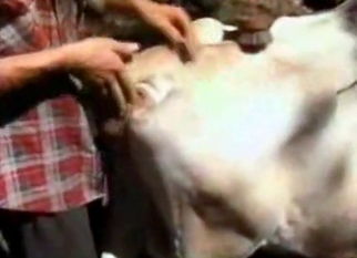 Anal sex in bestiality style