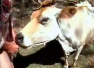 Anal sex in bestiality style