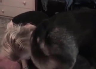 Sexy lady gives her doggy a good blowjob