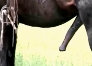 Horse, wife and hubby in amateur bestiality