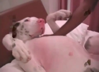 Cute young dog enjoys anal sex