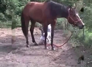 Horse gets sucked by a lusty zoophile