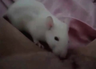 Rat licks a pussy of a dirty zoophil slut