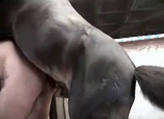 Stallion and sexy bitch in farm bestiality XXX