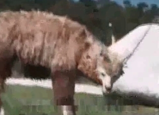 Nasty bestiality action with a farm girl
