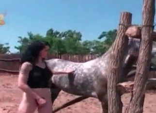 Sucking horse prick with love