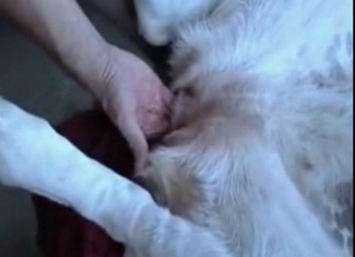 Fingering my dog ♥ STUCK A FINGER UP HER BUTT! - YouTube