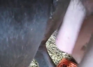 Fucking my black stallion in the asshole