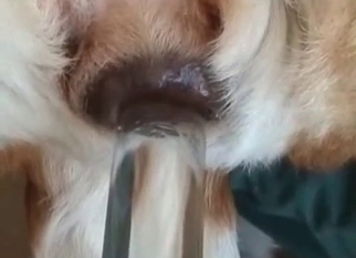 POV bestiality action with a white dog