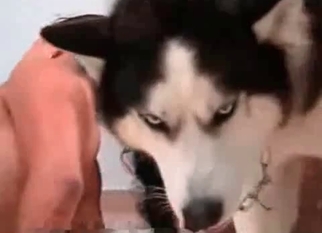 Angry Husky in the awesome bestiality
