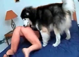 Perverted bestiality sex with my lovely Husky