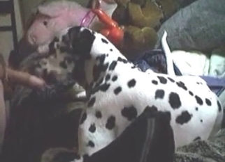 Sexy animal licks a cock of my hubby