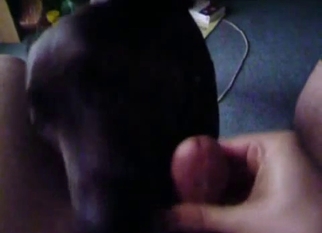 Sexy young doggy is enjoying dick sucking