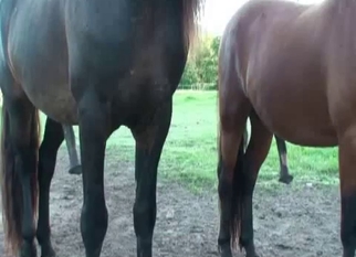 Black dick of horse becomes so massive