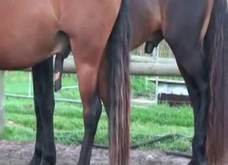 Black dick of horse becomes so massive