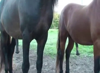 Black dick of horse becomes so massive