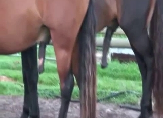 Black dick of horse becomes so massive