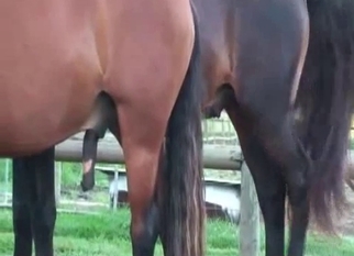 Black dick of horse becomes so massive