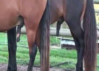 Black dick of horse becomes so massive