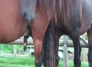 Black dick of horse becomes so massive