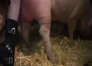 Farm bestiality sex with babes and pig