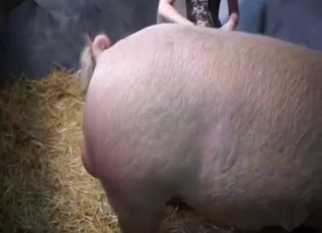 Farm bestiality sex with babes and pig