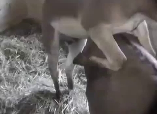 Mules have nice farm sex in doggy pose